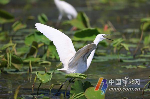Egrets bebor Dongqian Lake