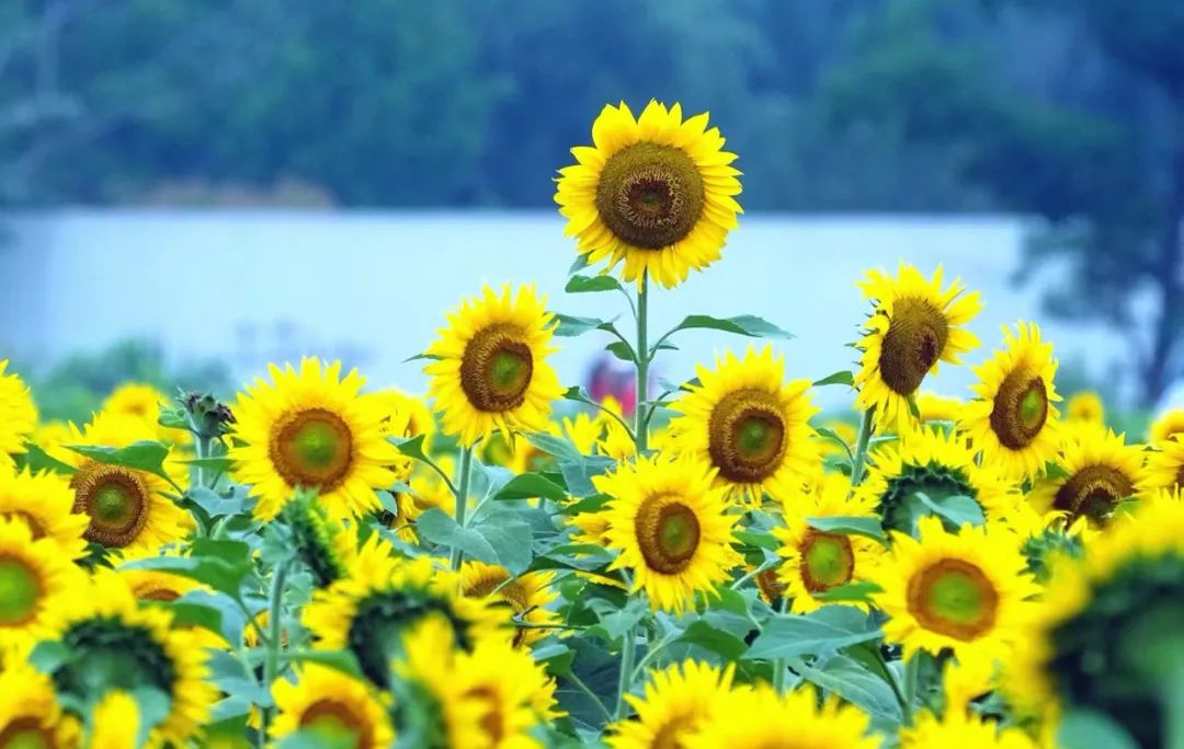 Det kommer att bli skurar eller åska i Ningbo under sommarsolståndet idag